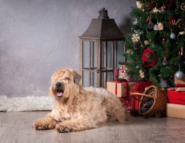 Köpek. İrlandalı yumuşak ceket buğday korkunç Noel arka plan üzerinde