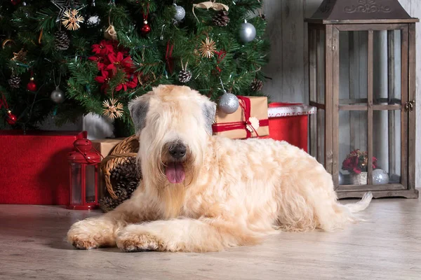 Pes. Irský soft coated wheaten teriér na vánoční pozadí — Stock fotografie