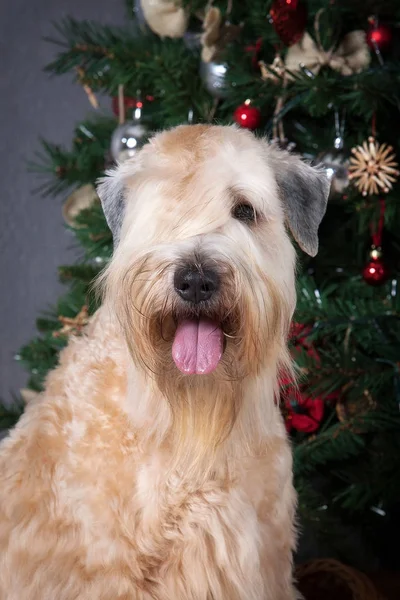 Pes. Irský soft coated wheaten teriér na vánoční pozadí — Stock fotografie