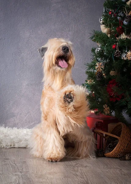 Hund. Irish soft coated wheaten terrier på jul bakgrund — Stockfoto