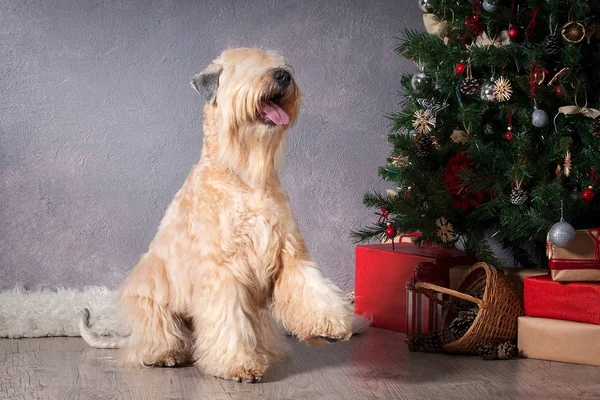 Hund. Irish soft coated wheaten terrier på jul bakgrund — Stockfoto