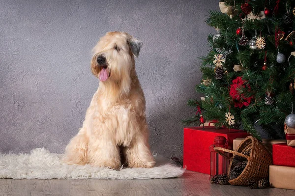 Pes. Irský soft coated wheaten teriér na vánoční pozadí — Stock fotografie