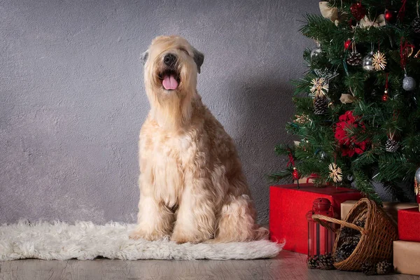 Pes. Irský soft coated wheaten teriér na vánoční pozadí — Stock fotografie