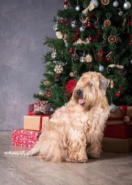 Pes. Irský soft coated wheaten teriér na vánoční pozadí — Stock fotografie