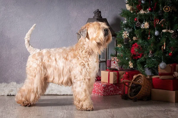 Pes. Irský soft coated wheaten teriér na vánoční pozadí — Stock fotografie