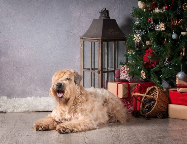 Pes. Irský soft coated wheaten teriér na vánoční pozadí — Stock fotografie