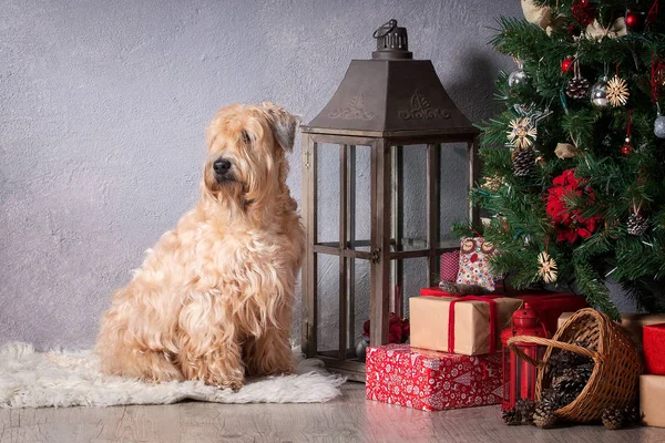 Pes. Irský soft coated wheaten teriér na vánoční pozadí — Stock fotografie