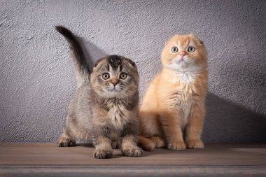 Kedi. Birkaç İskoç kat ahşap masa üzerinde yavru kedi ve dokulu 