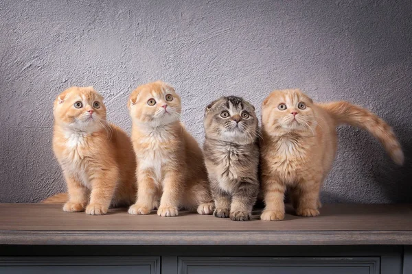 Cat. Several Scottish fold kittens on wooden table and textured — Stock Photo, Image