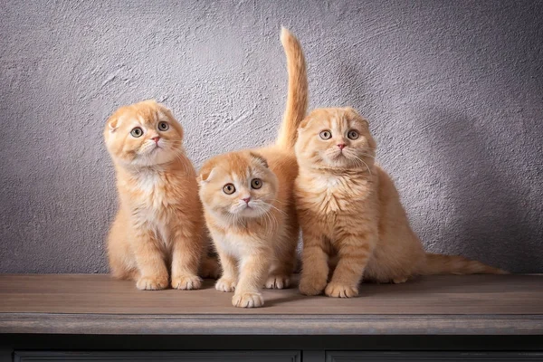 Kočka. Několik Scottish fold koťata na dřevěný stůl a texturou — Stock fotografie