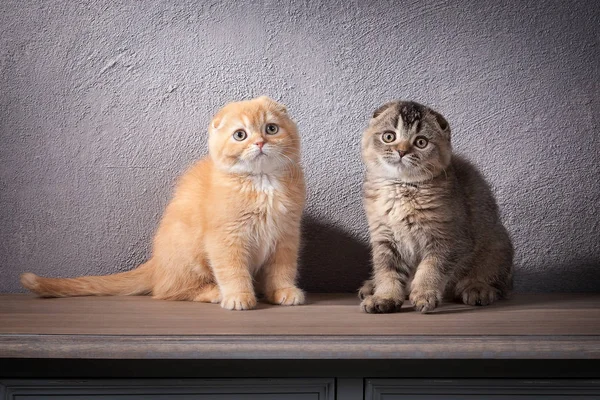 Kedi. Birkaç İskoç kat ahşap masa üzerinde yavru kedi ve dokulu — Stok fotoğraf