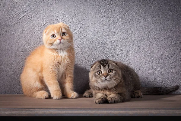 Kedi. Birkaç İskoç kat ahşap masa üzerinde yavru kedi ve dokulu — Stok fotoğraf