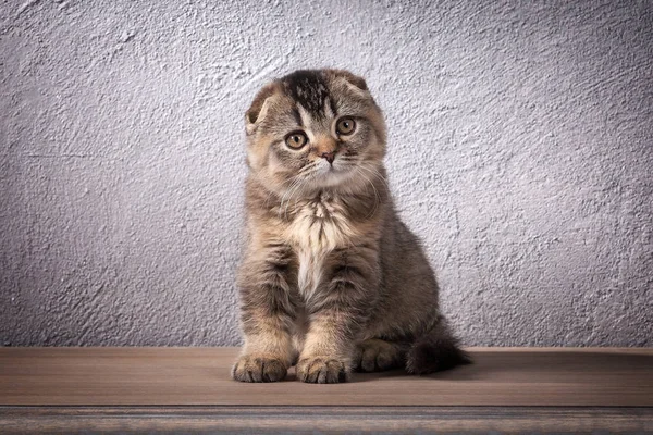 Cat. Scottish fold kitten on wooden table and textured backgroun — Stock Photo, Image