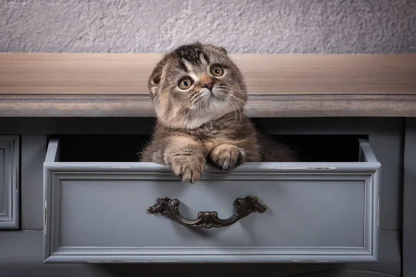 Katze. Schottisches Klappkätzchen auf Holztisch und strukturiertem Hintergrund lizenzfreie Stockfotos