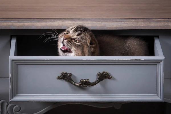 Katt. Scottish fold kattunge på träbord och texturerat bak Stockbild