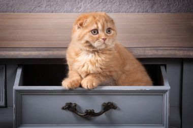 Kedi. Ahşap masa ve dokulu adam İskoç fold yavru kedi