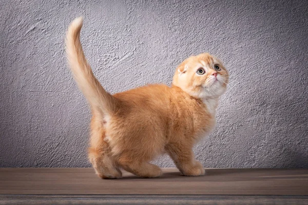 Gato. Gatinho dobrável escocês na mesa de madeira e backgroun texturizado — Fotografia de Stock