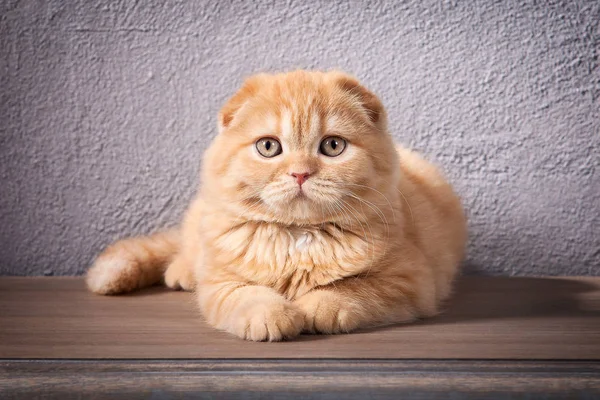 Cat. Scottish fold kitten on wooden table and textured backgroun — Stock Photo, Image