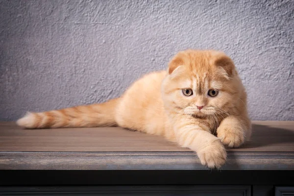 Cat. Scottish fold kitten on wooden table and textured backgroun — Stock Photo, Image