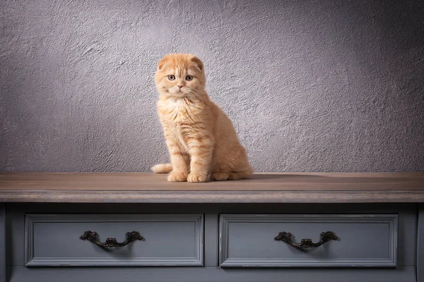 Un chat. Chaton écossais pliant sur table en bois et backgroun texturé — Photo