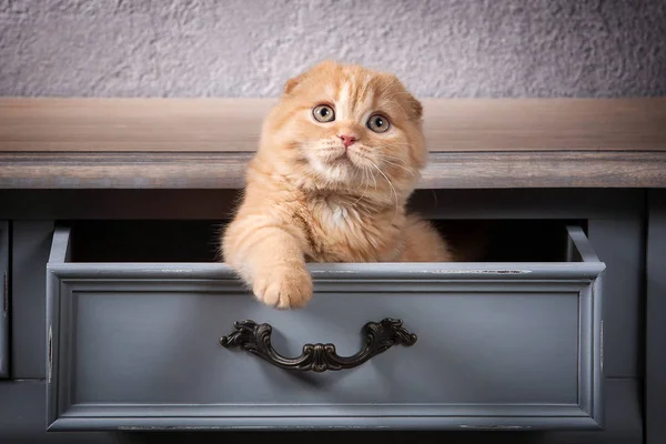 Γάτα. Σκωτσέζος διπλώνω γατάκι στο ξύλινο τραπέζι και σαγρέ backgroun Εικόνα Αρχείου