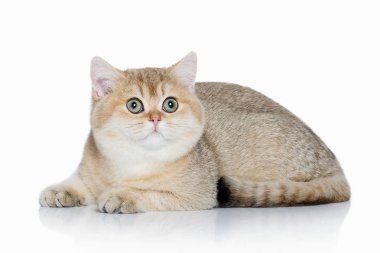 Kedi. Beyaz arka plan üzerinde küçük altın İngiliz yavru kedi