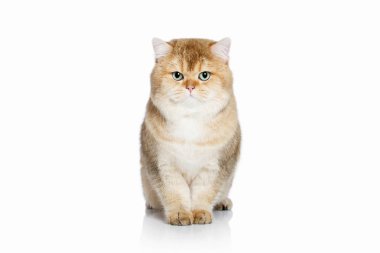 Kedi. Beyaz arka plan üzerinde genç altın İngiliz yavru kedi
