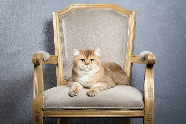 Katze. junges goldenes britisches Kätzchen auf grau strukturiertem Hintergrund — Stockfoto