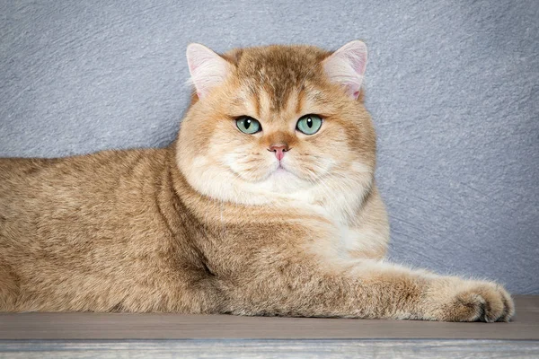 Macska. Fiatal arany brit cica, szürke szövet háttér — Stock Fotó