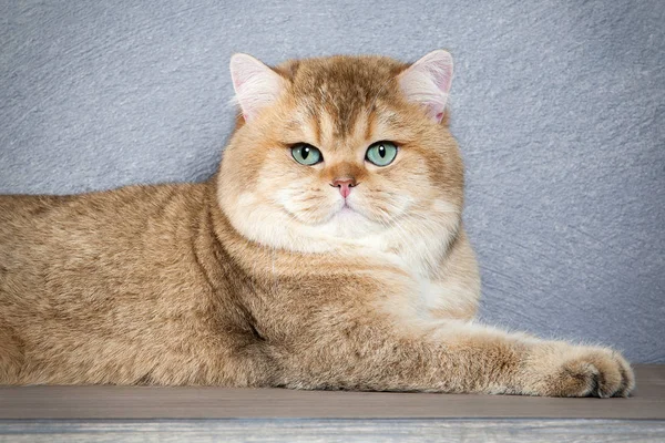 Cat. Young golden british kitten on gray textured background — Stock Photo, Image