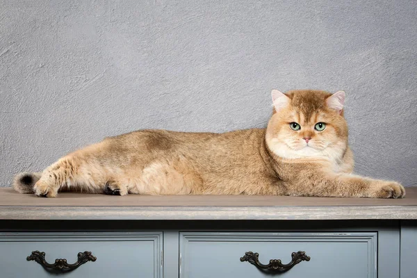 Un chat. Jeune chaton britannique doré sur fond texturé gris — Photo