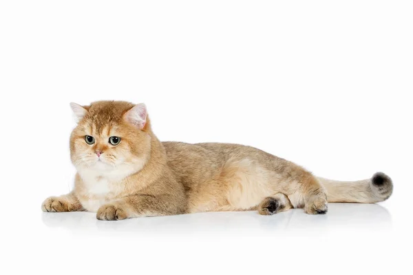 Gato. Jovem gatinho britânico dourado no fundo branco — Fotografia de Stock