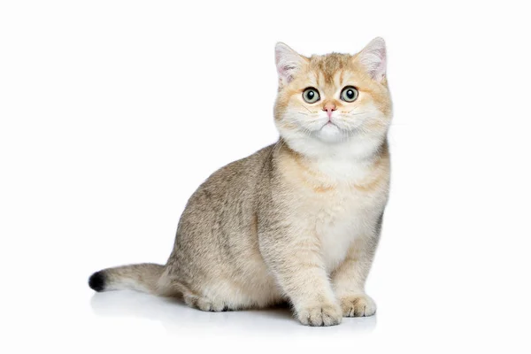 Cat. Small golden british kitten on white background — Stock Photo, Image