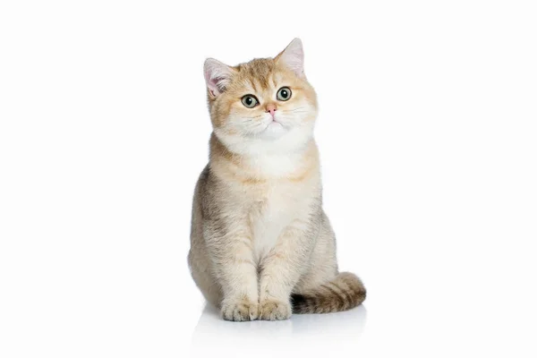 ¡Cat! Pequeño gatito británico dorado sobre fondo blanco —  Fotos de Stock