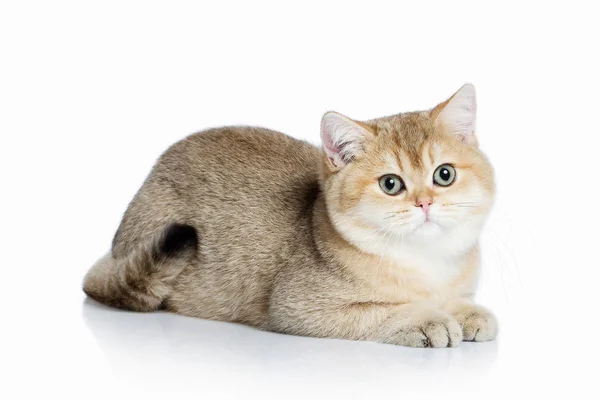 Katze. kleine goldene britische Kätzchen auf weißem Hintergrund — Stockfoto