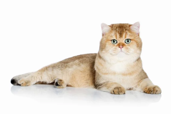 Macska. Fiatal arany brit cica, fehér háttér — Stock Fotó