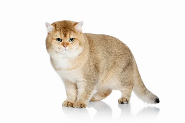 Кэт. Молодой золотой британский котенок на белом фоне — стоковое фото