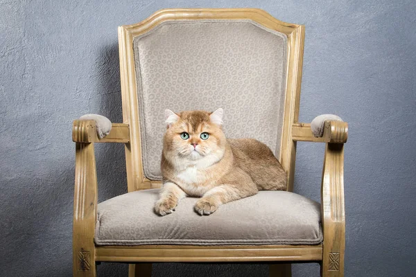 ¡Cat! Joven gatito británico dorado sobre fondo texturizado gris Fotos de stock libres de derechos