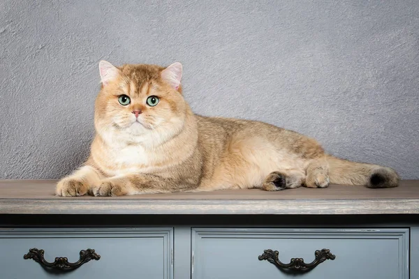 ¡Cat! Joven gatito británico dorado sobre fondo texturizado gris Fotos de stock libres de derechos