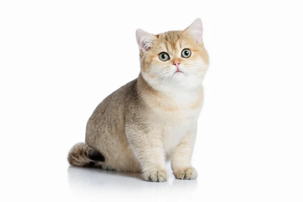 ¡Cat! Pequeño gatito británico dorado sobre fondo blanco Imágenes de stock libres de derechos