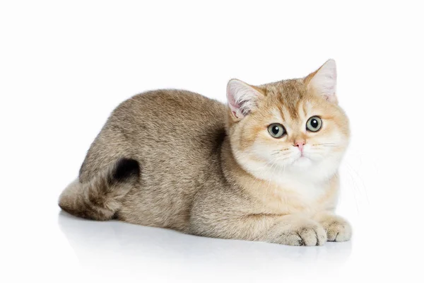 ¡Cat! Pequeño gatito británico dorado sobre fondo blanco Imagen de archivo