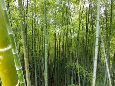 Bambu ormanı. Evergreen ağacı. En hızlı büyüyen bitki. Botanik bahçesinde bambu ağaçları olan bir bölge..