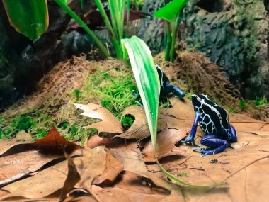 Colorful frogs at the zoological garden in Riga. Different cold-blooded species at the tropical terrarium. Frog with black spots. clipart
