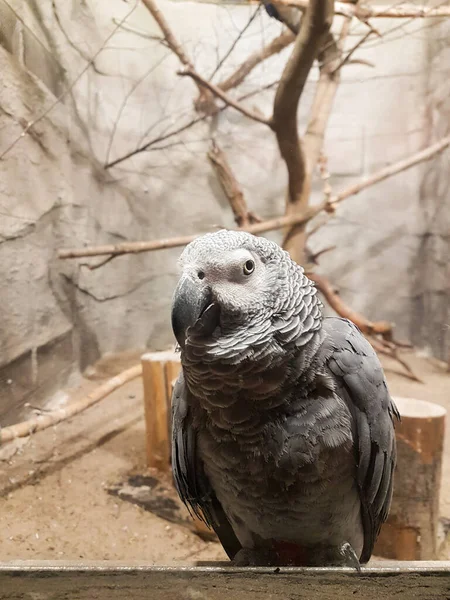 Afrika gri papağanı zoolojik bahçede. Evinde büyük bir kuş var. Gri papağan izliyor.