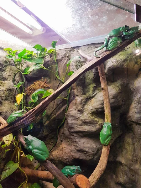 Colorful frogs at the zoological garden in Riga. Different cold-blooded species at the tropical terrarium in the zoological garden.