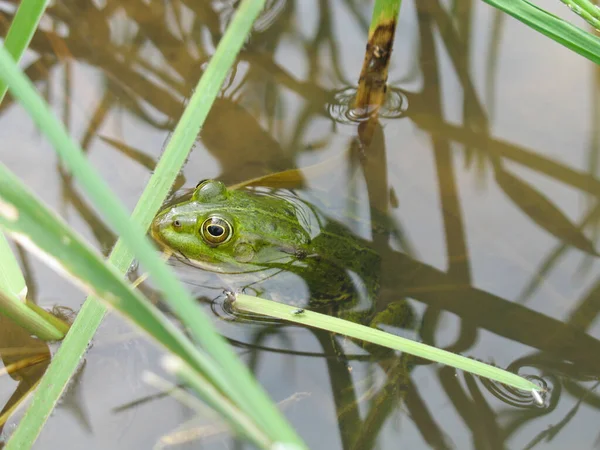 Frog in a pond. Green frog with a head over water. Eye of a frog. Amphibian.