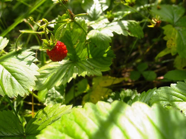 Fresas Silvestres Bosque Rama Con Una Baya Silvestre Sobre Fondo — Foto de Stock