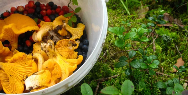 Kova dolusu mantar ve böğürtlen. Chanterelles, yaban mersini ve yabanmersini. Karışık orman yiyecekleri topluyorum.. 