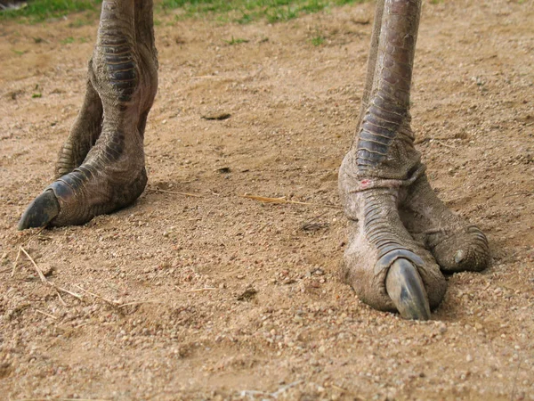 Primer Plano Avestruz Piernas Largas Con Grandes Garras Zarpas Avestruz — Foto de Stock