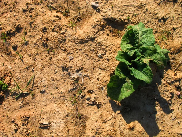 Dry land with a green stem that trying to grow, Sprout is growing through the dry sand, Sunny summer day and a green plant that casts a shadow.